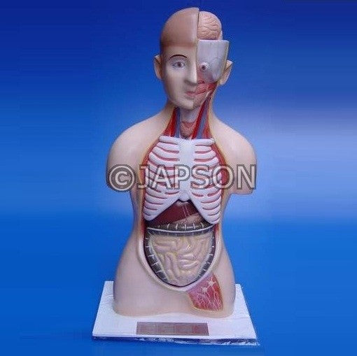 Human Torso, Economy, 10 parts Human Torso, Economy, 10 parts